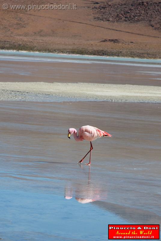 BOLIVIA 2 - Ruta de Las Joyas - Laguna Hedionda - Fenicotteri Rosa - 1.jpg